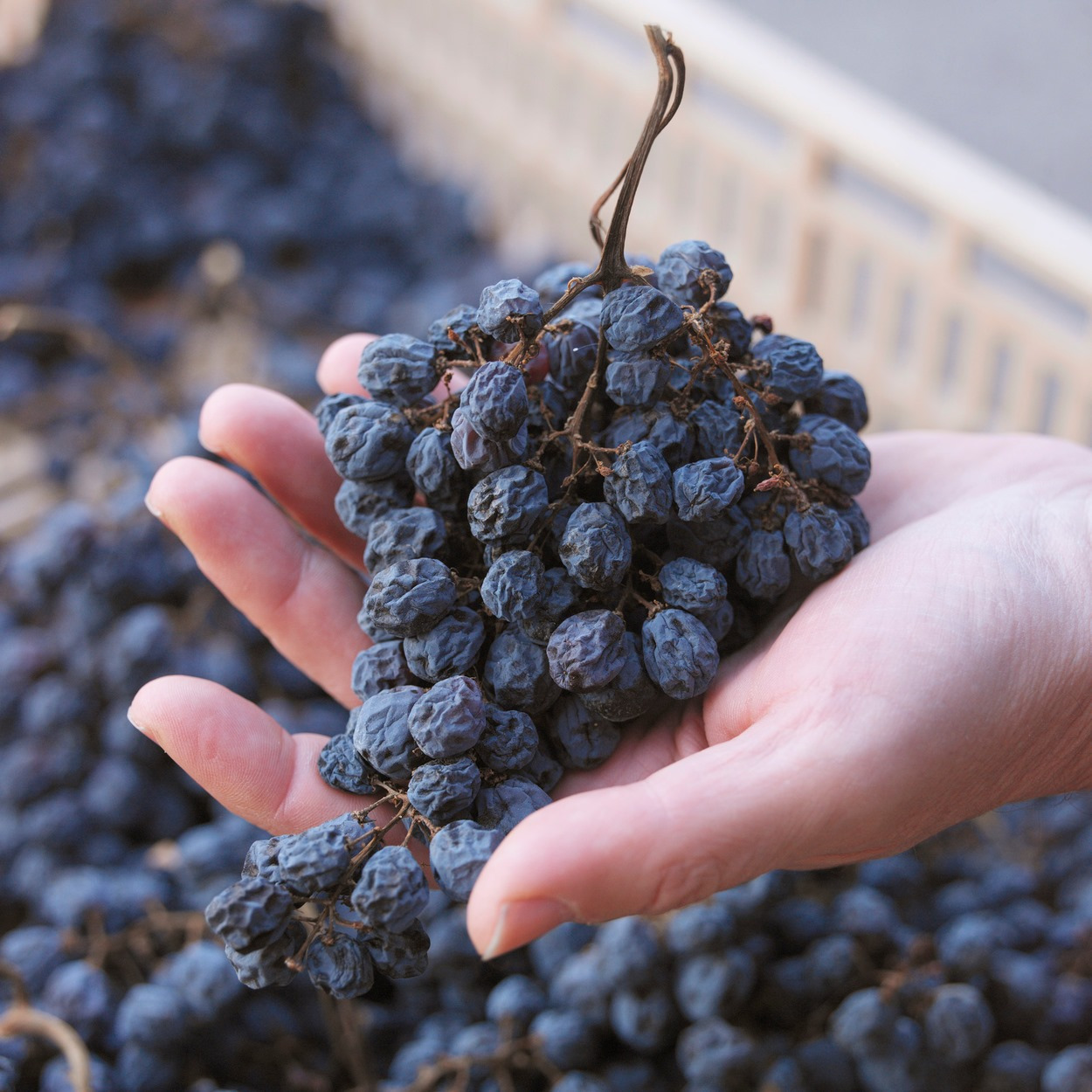 Amarone "หวานอม ขมปลาย" - THE WINE LIST